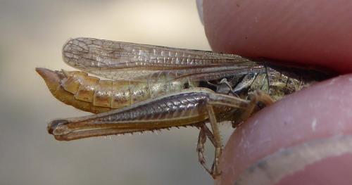 Euchorthippus declivus